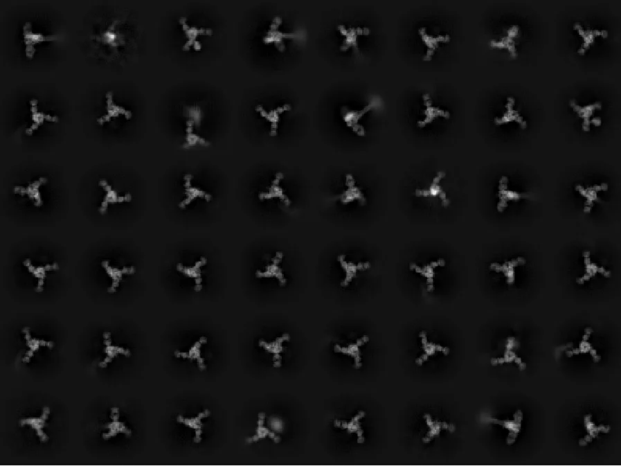 Grid of two-dimensional cryo-EM class averages showing a three-lobed complex viewed in many different orientations.